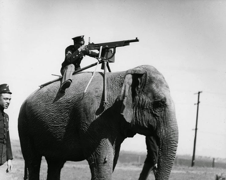 Altro che truppe cammellate. Guerra 1915-’18: elefante con in groppa un mitragliatore M1985 della Browning-Colt